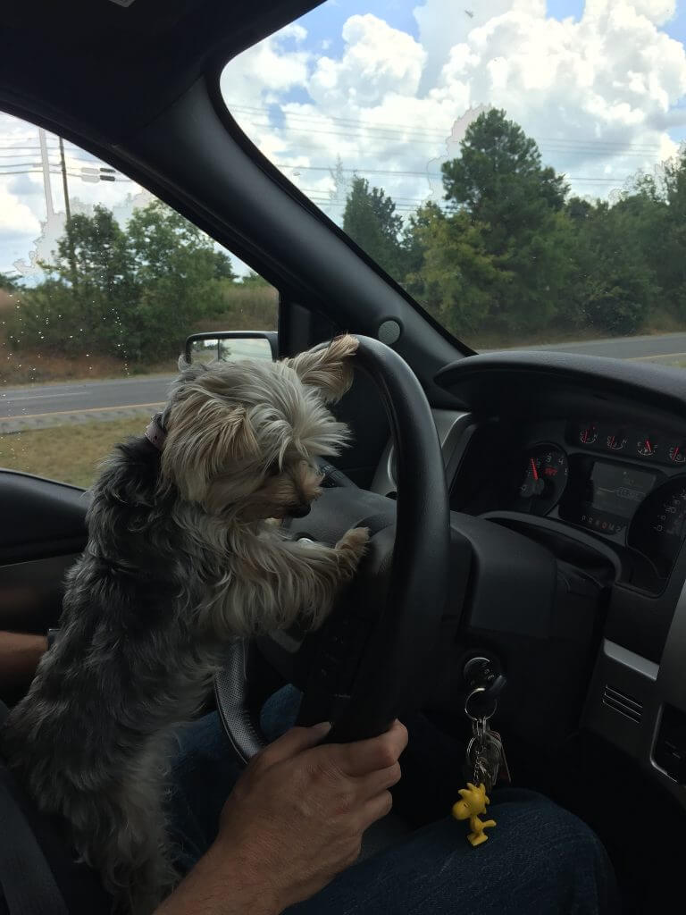 My Driving Helper Pippi